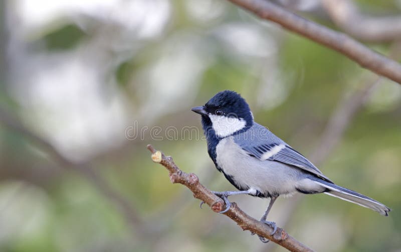 Cinereous Tit (Parus cinereus) royalty free stock photography Cinereous Tit (Parus cinereus) royalty free stock photography