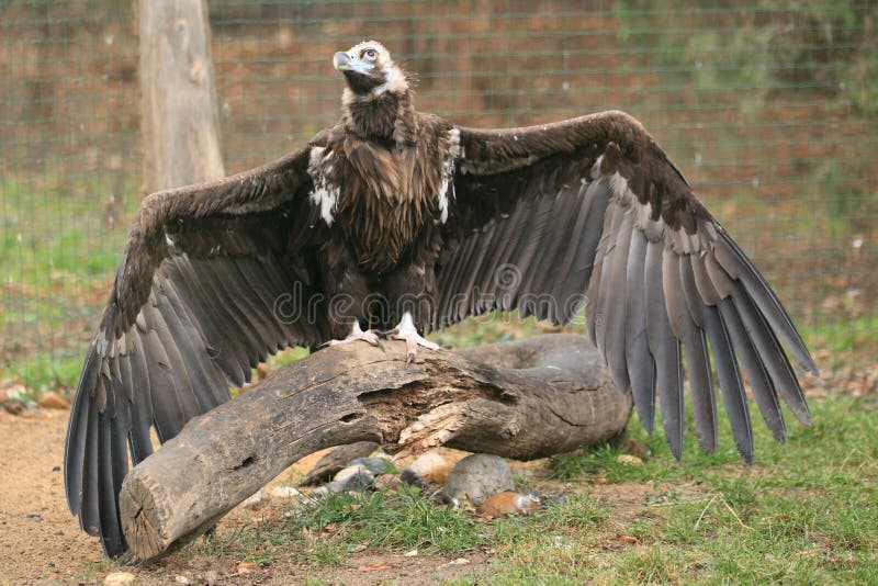 Cinereous vulture