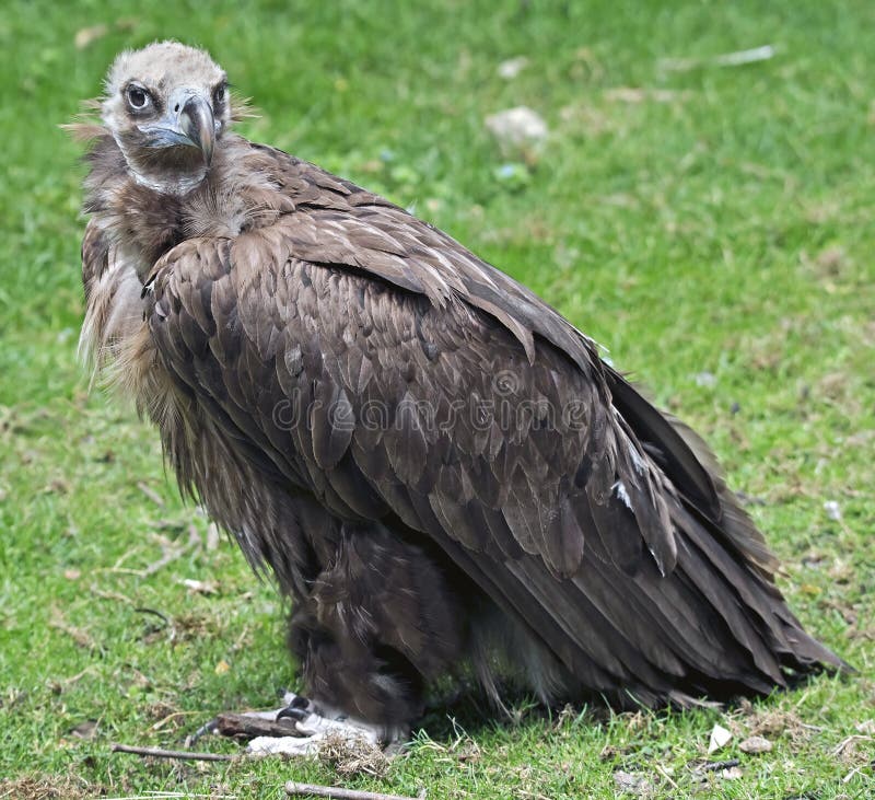 Eurasian Black Vulture 1 stock photo. Image of pick, claw - 2258304