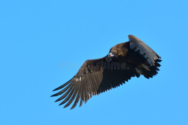 Cinereous or black vulture & x28;Aegypius monachus & x29