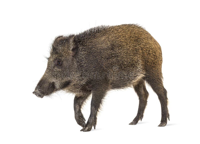 Cinghiale che cammina davanti all'isolato fotografie stock libere da diritti