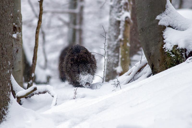 Cinghiale che passa foresta in neve profonda nell'inverno fotografia stock libera da diritti Cinghiale che passa foresta in neve profonda nell'inverno fotografia stock libera da diritti