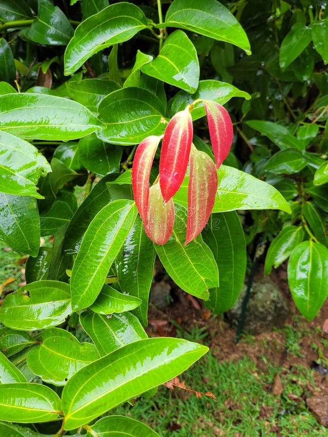 Cinnamomum verum, Cinnamon tree with young red leafs in Seychelles islands. Cinnamom verum, Cinnamon tree with young red striped leafs in Seychelles islands