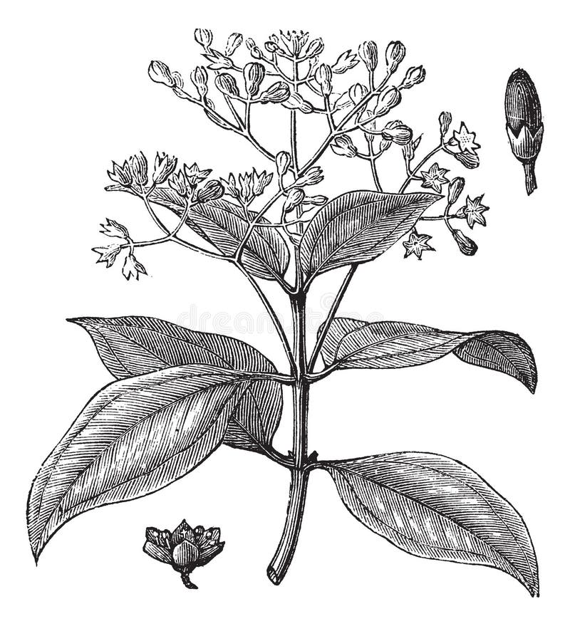 Cinnamomum verum or True cinnamon vintage engraving