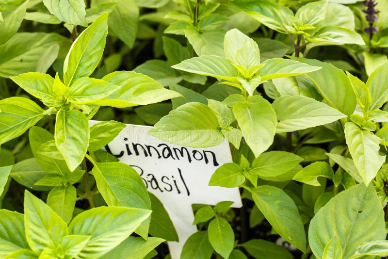 Cinnamon Basil (Ocimum Basilicum) Stock Photo Image of basil, garden
