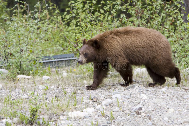 The Cinnamon Bear Ursus Americanus Cinnamomum Is Both A Color Phase And Subspecies Of The