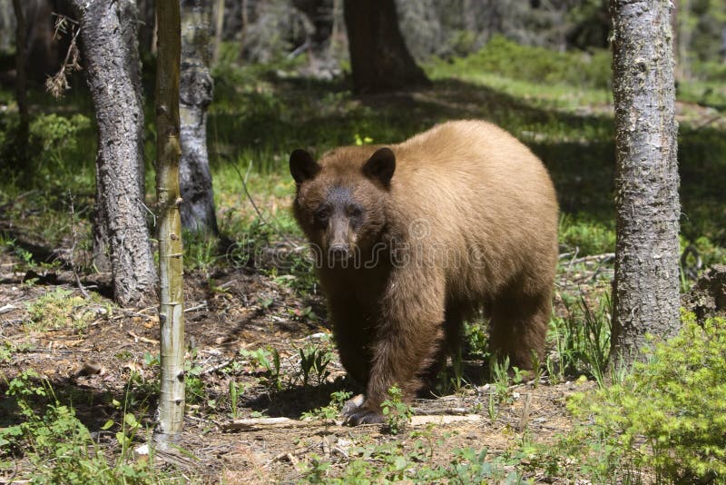 Cinnamon Colored American Black Bear Stock Image Image of nose, bear