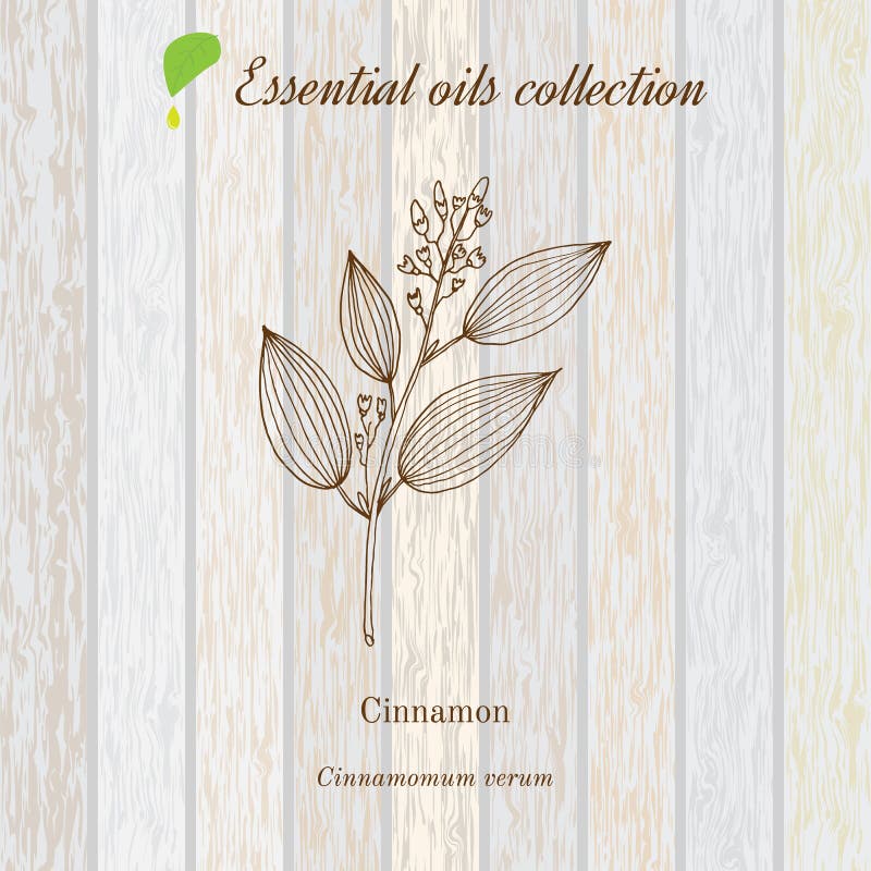 Cinnamon, Essential Oil Label, Aromatic Plant Stock Vector