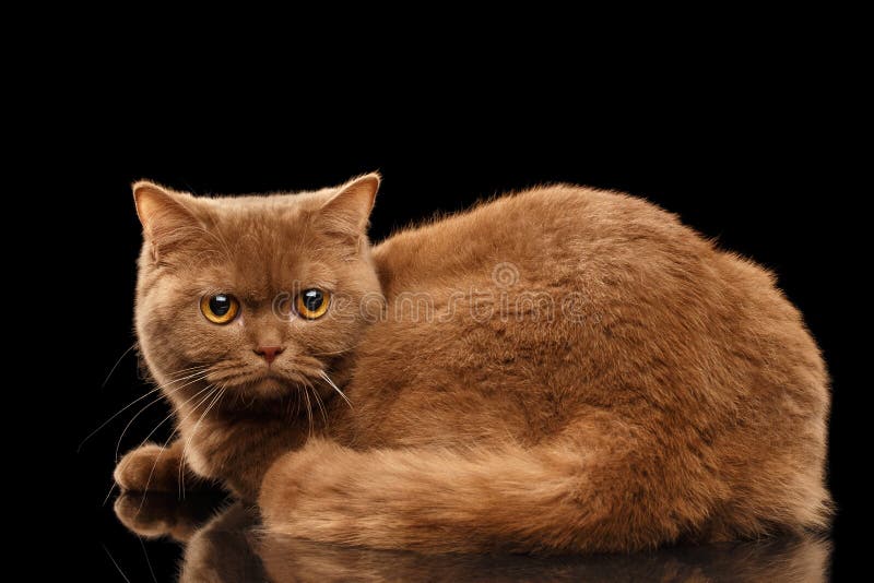 443 Angry Fat Cat Stock Photos - Free & Royalty-Free Stock Photos from  Dreamstime