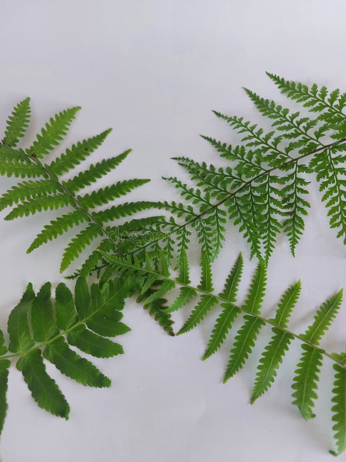 Cinnamon Fern Leaves on a White Background Stock Image Image of leaf