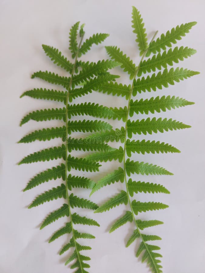 Cinnamon Fern Leaves on a White Background Stock Photo Image of