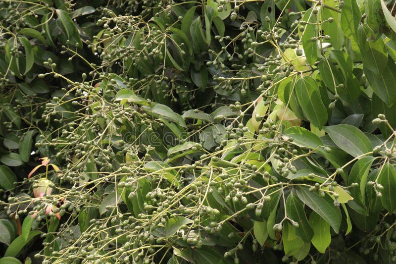 249 Ceylon Cinnamon Tree Stock Photos Free & RoyaltyFree Stock