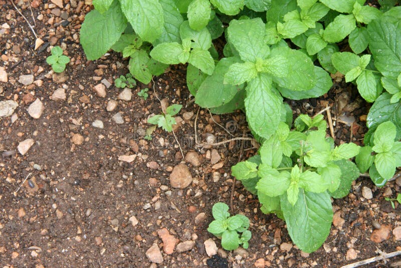 Cinnamon and soil stock image. Image of aromatic