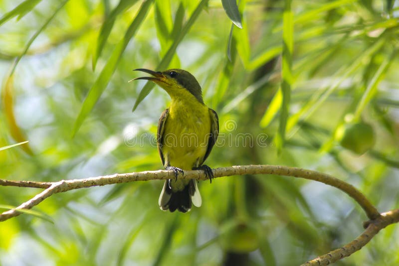 Cinnyris jugularis is on the tree stock image Cinnyris jugularis is on the tree stock image