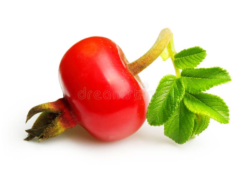 Cinorrodonte isolato su bianco fotografie stock libere da diritti Cinorrodonte isolato su bianco fotografie stock libere da diritti