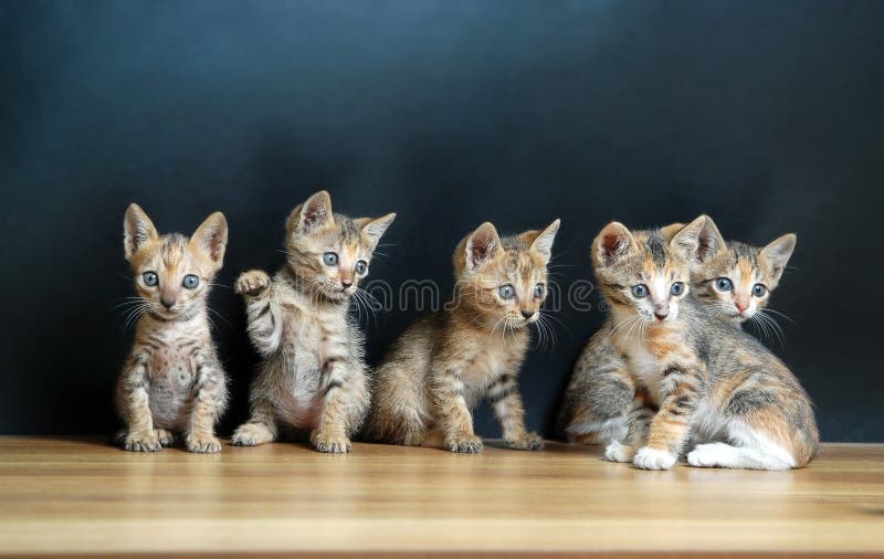 Cinq chats mignons