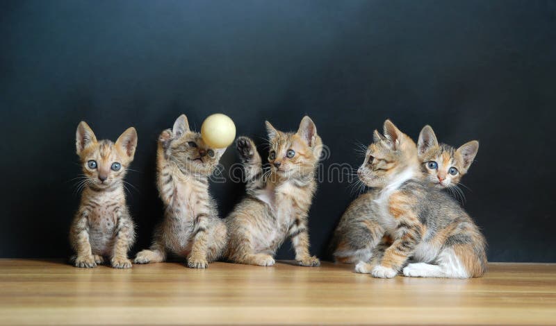 Cinq chats mignons