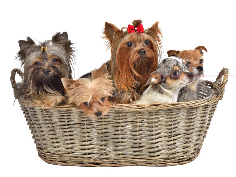 Five dogs in a basket, isolated on white background. Five dogs in a basket, isolated on white background