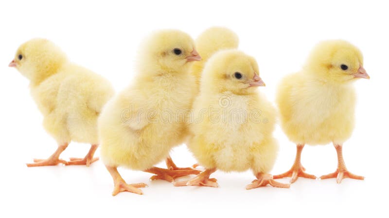Download Cinq poulets photo stock. Image du jaune, animaux, petit - 45354916