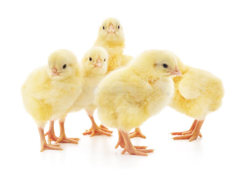 Cinq poussins mignons d'isolement sur le blanc images stock Cinq poussins mignons d'isolement sur le blanc images stock