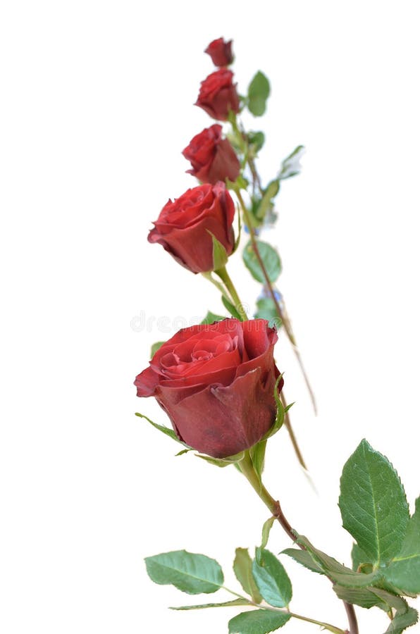 694 Photos de Cinq Roses Rouges - Photos de stock gratuites et libres de  droits de Dreamstime