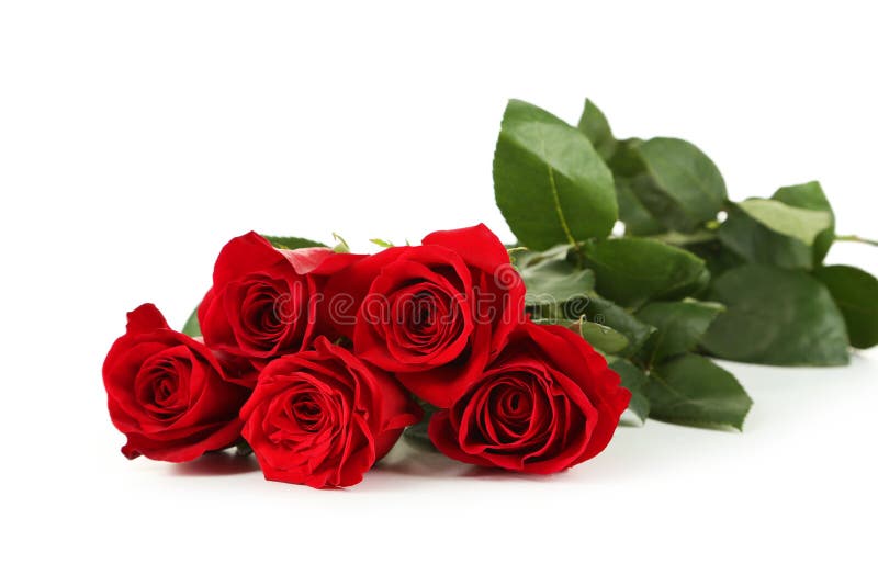 Cinq roses rouges fraîches sur un fond blanc