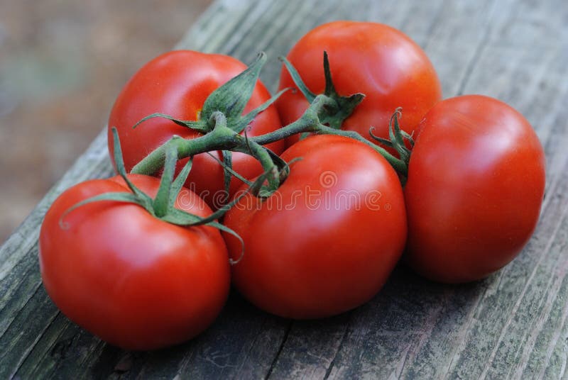 Cinq tomates vigne-mûries dodues photos stock Cinq tomates vigne-mûries dodues photos stock