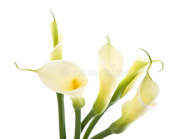 Cinq zantedeschias images libres de droits Cinq zantedeschias images libres de droits