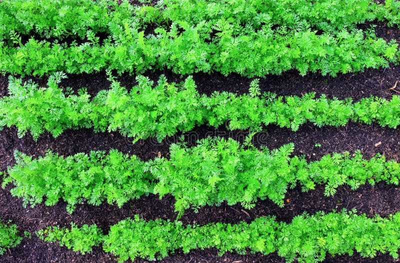 Cinque file delle cime verdi della carota che crescono nelle linee rette in una toppa di verdure fotografie stock libere da diritti Cinque file delle cime verdi della carota che crescono nelle linee rette in una toppa di verdure fotografie stock libere da diritti