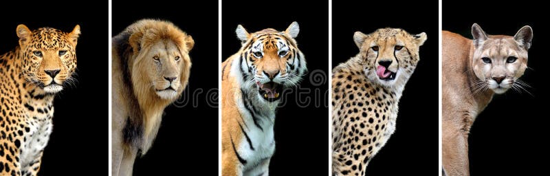 Cinque grandi gatti selvaggi fotografie stock Cinque grandi gatti selvaggi fotografie stock