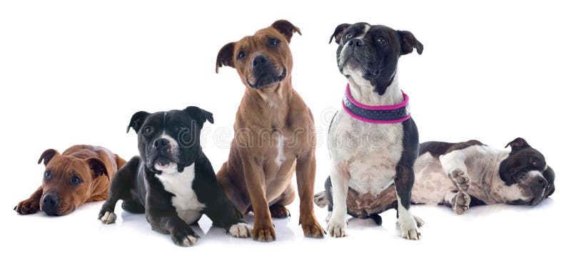 Cinque Staffordshire bull terrier immagini stock Cinque Staffordshire bull terrier immagini stock