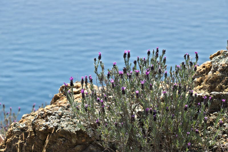 Cinque Terre, Ligurie, touriste de transport de bac d'Italy Un buisson de lavande avec un fond de mer photo stock Cinque Terre, Ligurie, touriste de transport de bac d'Italy Un buisson de lavande avec un fond de mer photo stock