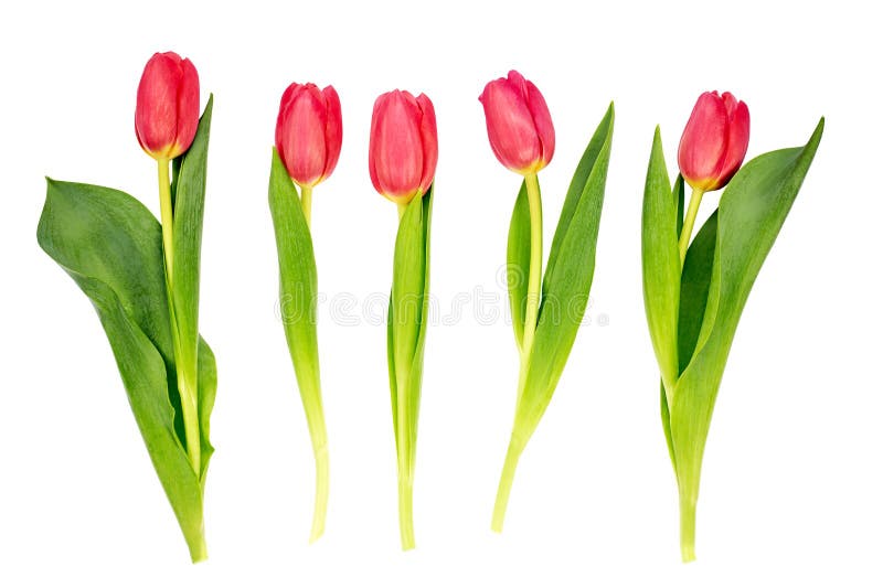 Cinque tulipani rossi isolati sopra fondo bianco immagine stock libera da diritti Cinque tulipani rossi isolati sopra fondo bianco immagine stock libera da diritti