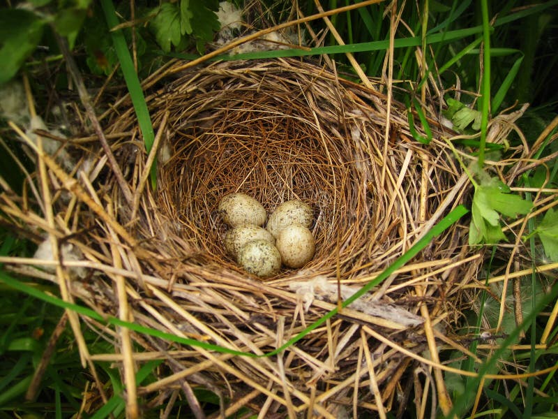 Cinque uova chiazzate poco degli uccelli della foresta sono in bello hanno fatto il nido immagine stock Cinque uova chiazzate poco degli uccelli della foresta sono in bello hanno fatto il nido immagine stock