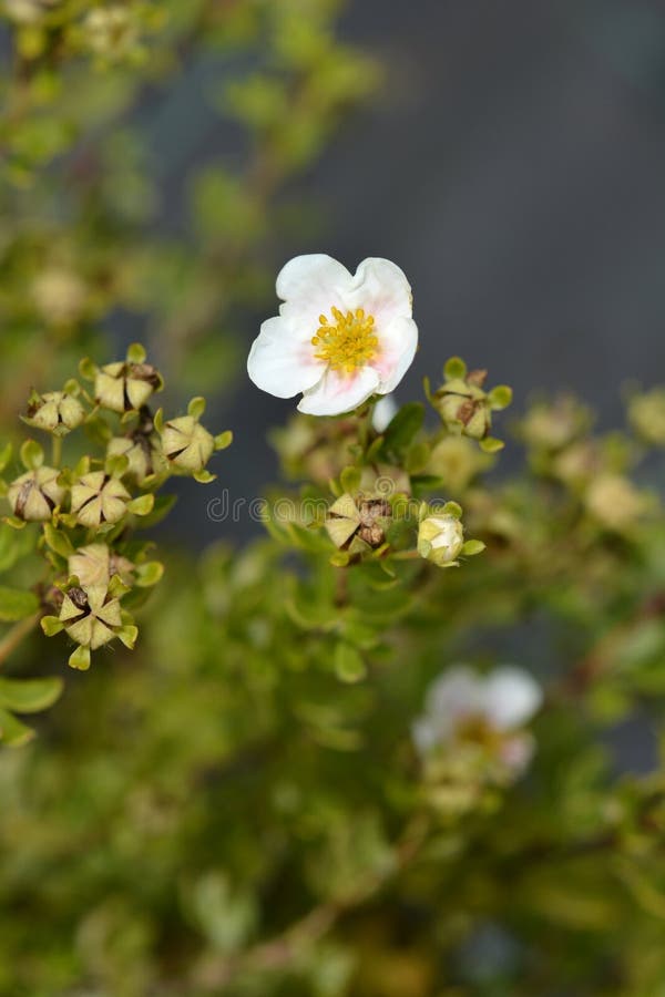Cinquefoil arbustif photos stock Cinquefoil arbustif photos stock
