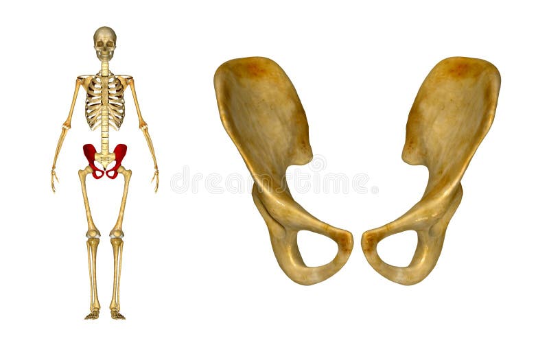 Anatomia da Cintura Pélvica em 3D 