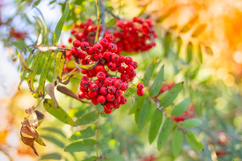 https://thumbs.dreamstime.com/b/cinza-de-montanha-vermelha-em-um-ramo-foto-macro-com-foco-seletivo-vermelho-colorido-outonal-rowan-baga-madura-123871066.jpg