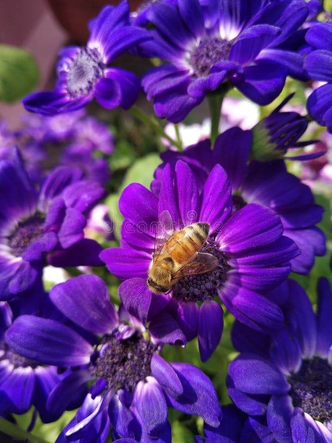 Cinéraire pourpre avec une abeille suçant son nectar image stock Cinéraire pourpre avec une abeille suçant son nectar image stock
