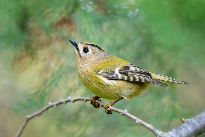 Ciocârlie de aur, Regulus regulus, ciocârlie de aur. Cea mai mică pasăre din Eurasia royalty free stock image