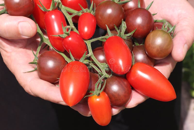 Ciorchini coapte de tomate în mâinile agricultorului. concept alimentar sănătos royalty free stock images