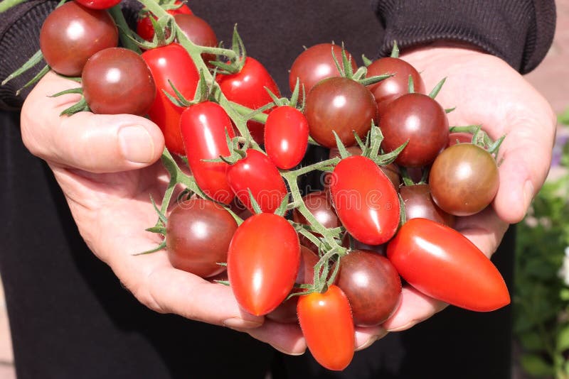 Ciorchini coapte de tomate în mâinile agricultorului. concept alimentar sănătos stock photography