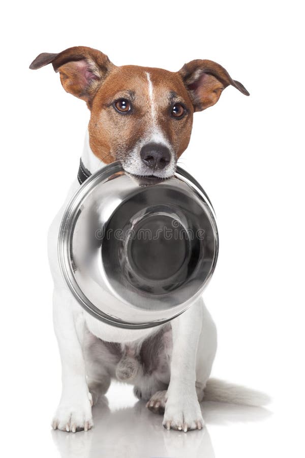 Hungry dog food bowl mouth. Hungry dog food bowl mouth