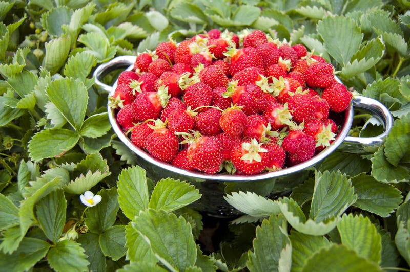 Ciotola di fragole con le piante di fragola fotografie stock Ciotola di fragole con le piante di fragola fotografie stock