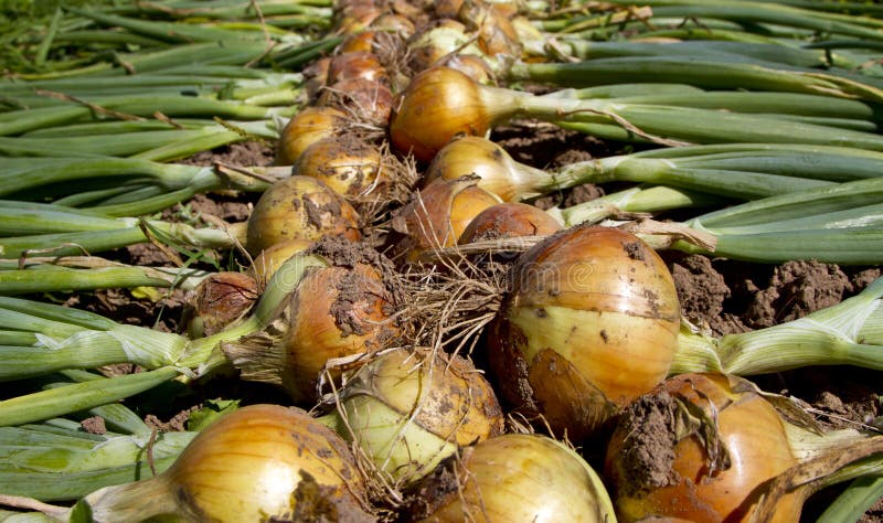 Cipolle di recente selezionate immagini stock libere da diritti Cipolle di recente selezionate immagini stock libere da diritti
