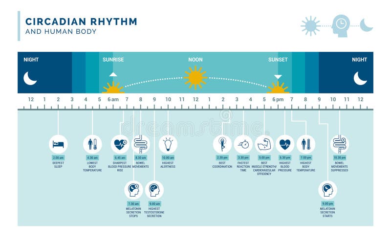 Circadian rhythm and sleep-wake cycle: how exposure to sunlight regulates hormones production and body processes during day and night