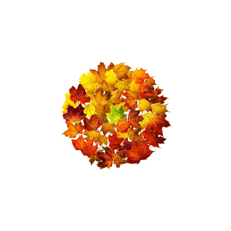 Circle frame of colorful autumn maple leaves isolated on white. Background with space for text top view