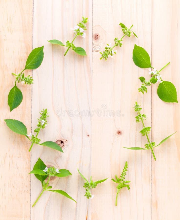 The Circle of Lemon Basil( Hairy Basil ) Leaf and Flower on Woo Stock