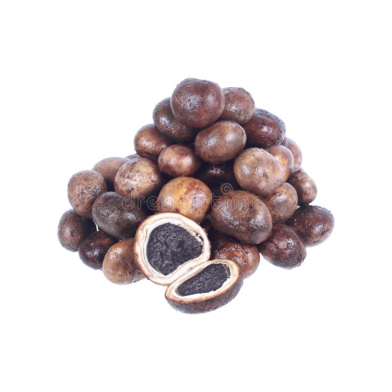 Circle Mushroom or Barometer Earthstars, Hygroscopic Earthstar, Stock