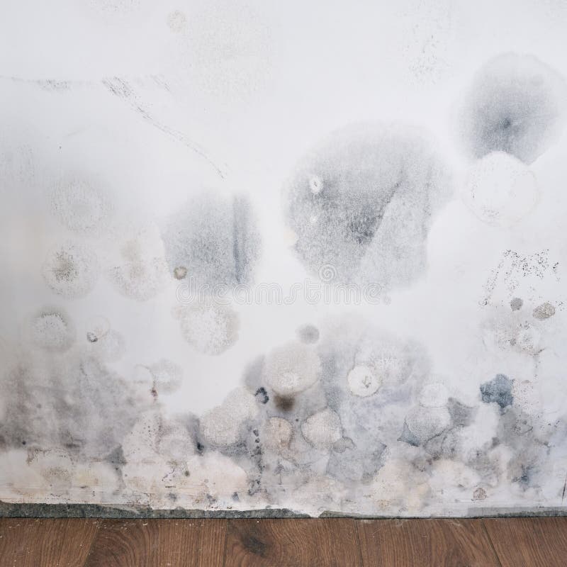 Premium Photo  Black mold buildup in the corner of an old house  development of mildew under the wallpaper