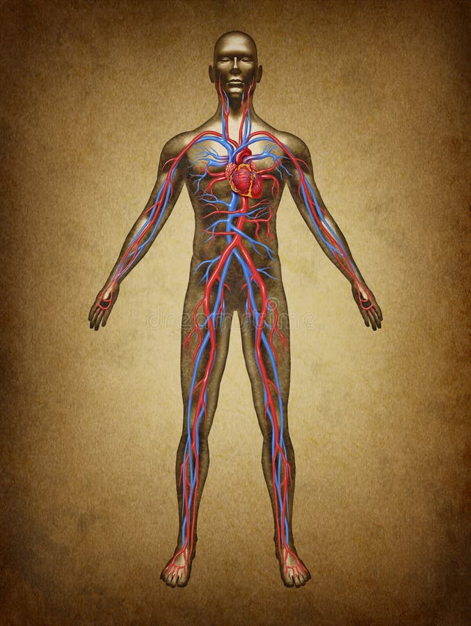 Human blood circulation color grunge vintage circulation in the cardiovascular System with heart anatomy from a healthy body on old parchment as a medical health care symbol of an inner organ as a medical chart for health education. Human blood circulation color grunge vintage circulation in the cardiovascular System with heart anatomy from a healthy body on old parchment as a medical health care symbol of an inner organ as a medical chart for health education.